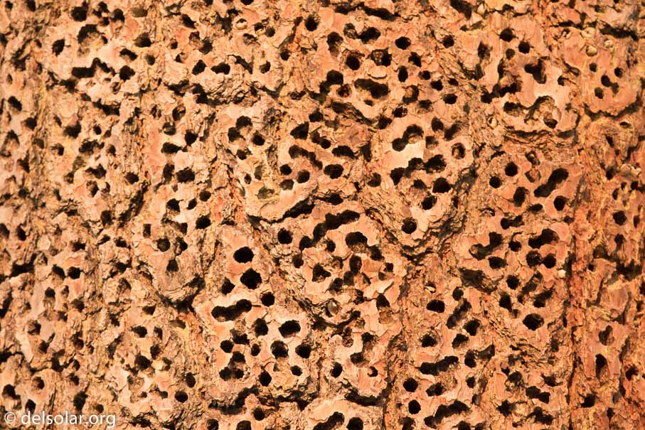 Canon EOS 7D Mark II  --  600 mm  --  EF600mm f/4L IS II USM  