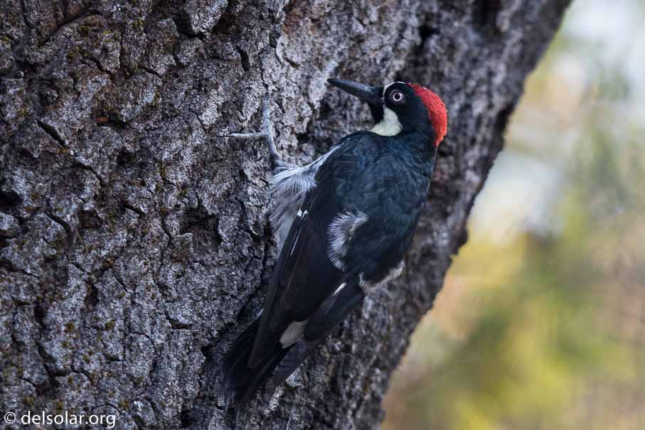 Canon EOS 7D Mark II  --  600 mm  --  EF600mm f/4L IS II USM  