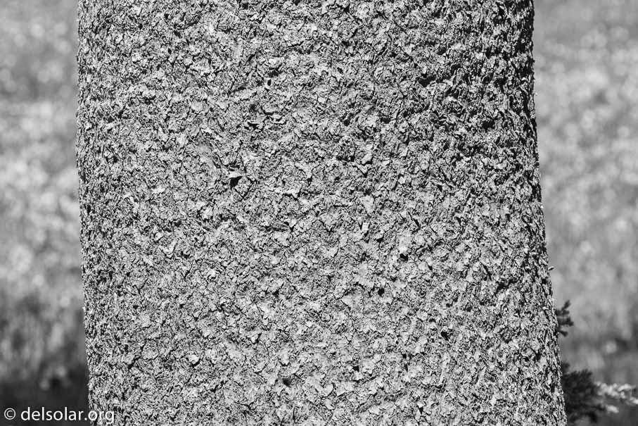 Canon EOS 7D Mark II  --  142 mm  --  EF100-400mm f/4.5-5.6L IS II USM  