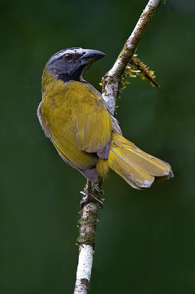 blackheadedsaltator.jpg