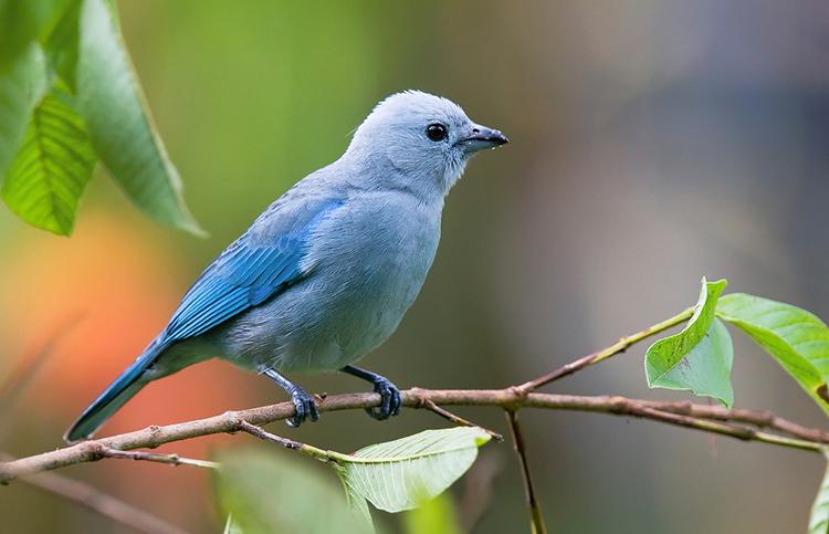 bluegraytanager2.jpg