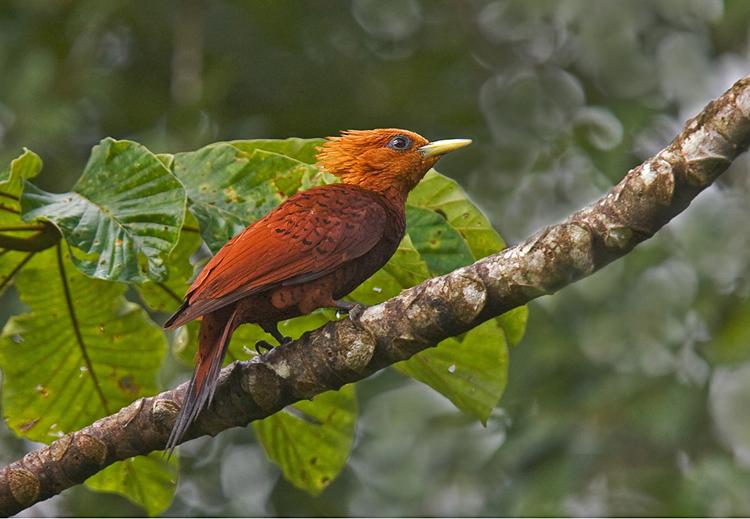 chesnutcoloredwoodpecker.jpg