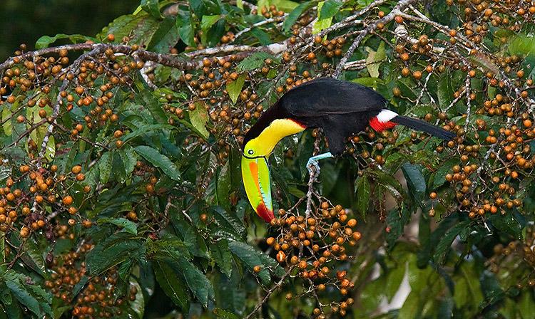 keelbilledtoucan2.jpg