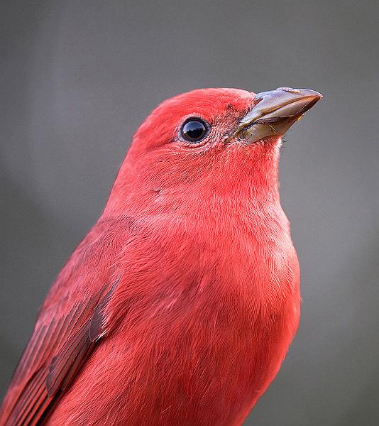 summertanager5.jpg