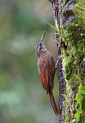 blackbandedwoodcreeper