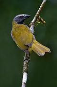blackheadedsaltator