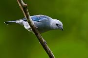 bluegraytanager3