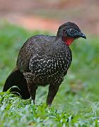 crestedguan