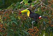 keelbilledtoucan