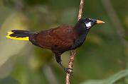 oropendolamontezuma