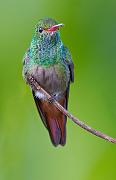 rufoustailedhummingbird4