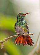 rufoustailedhummingbird5