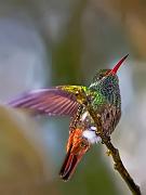 rufoustailedhummingbird8