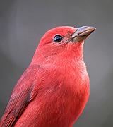 summertanager5