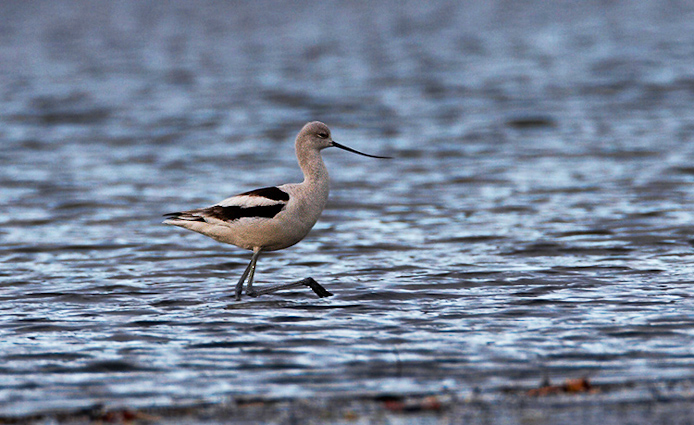 amavocet