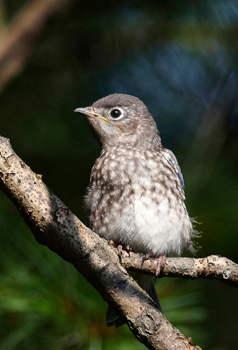 bluebird09