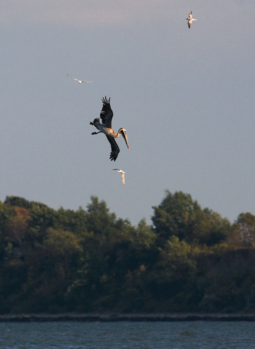 bpelican2