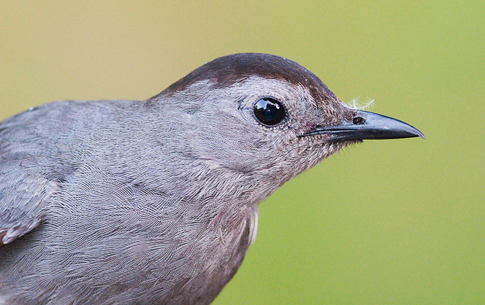 catbird01