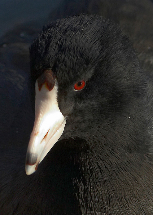coot04