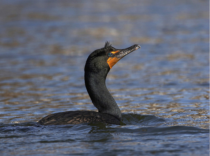 cormorant07