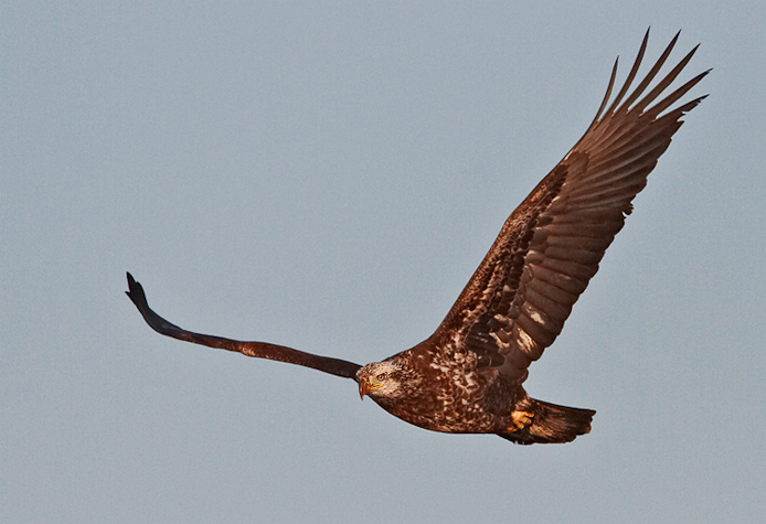 eagle31