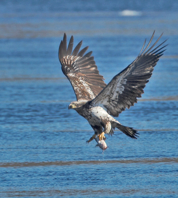 eagle36