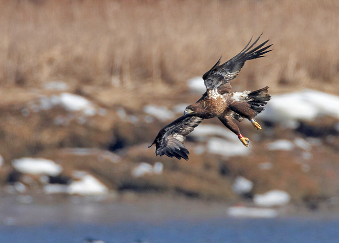 eagle52