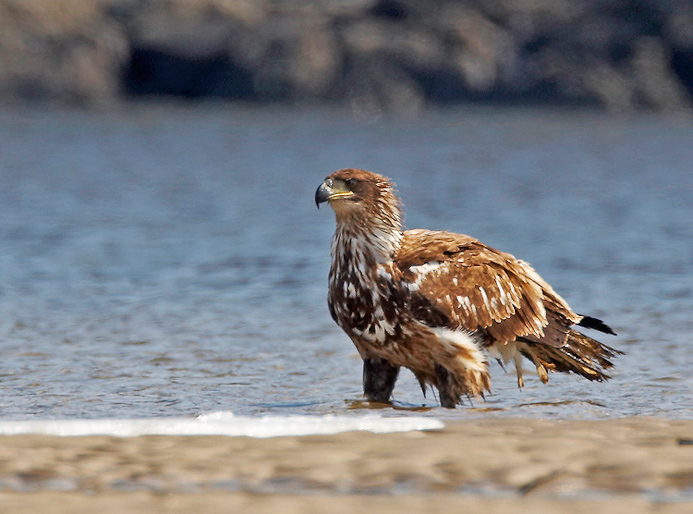 eagle57