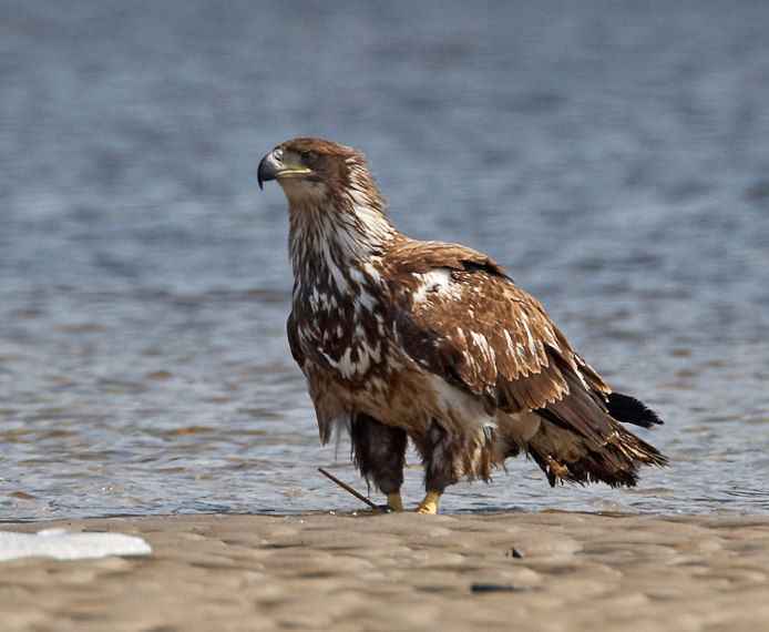 eagle63