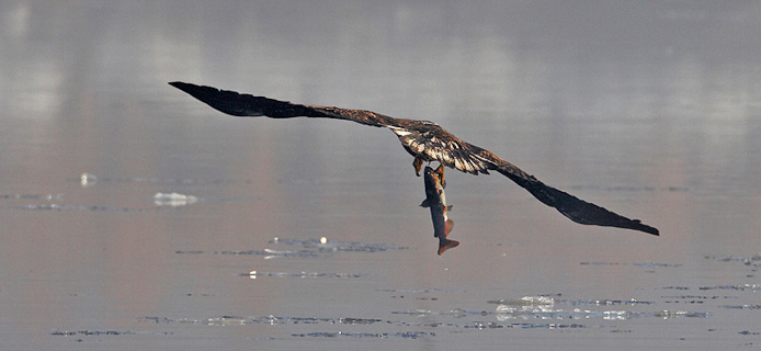 eagle71