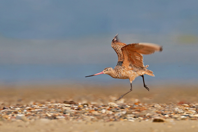 godwit09a