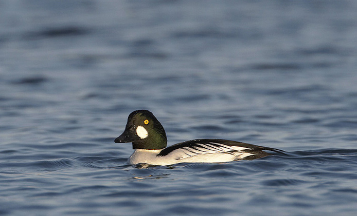 goldeneye01