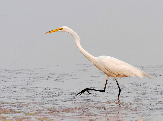 greategret08
