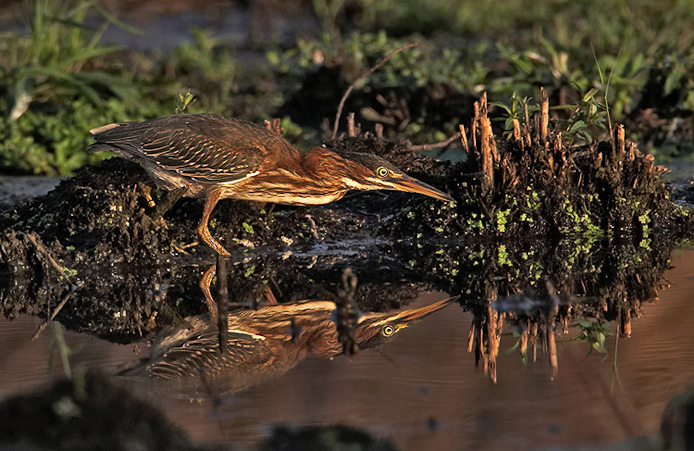 greenheron09