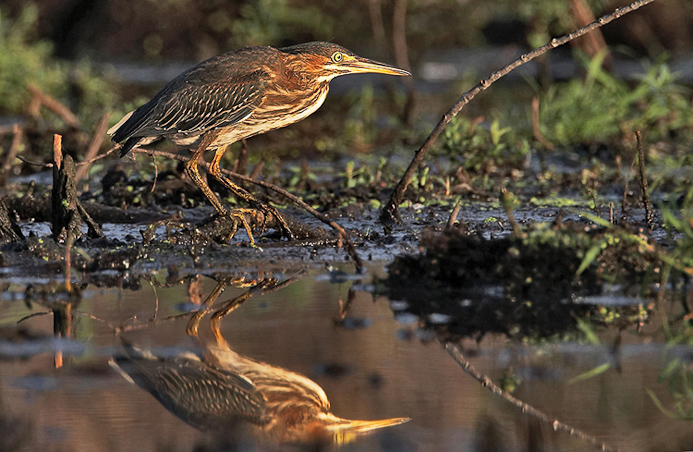 greenheron13