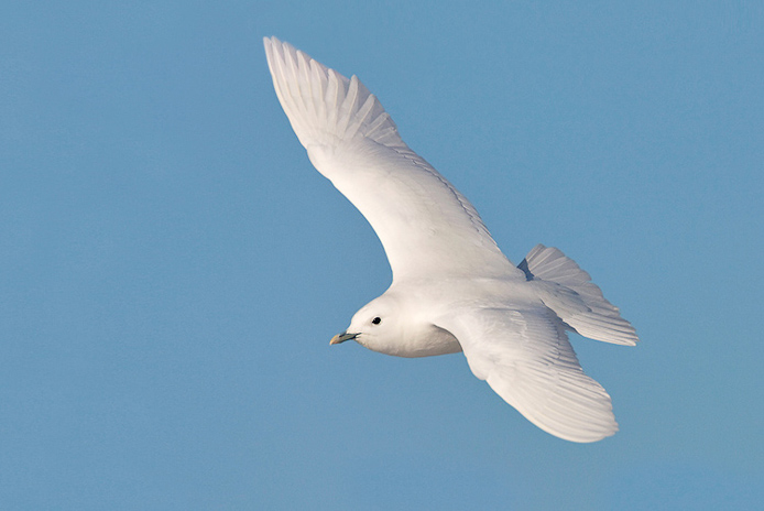 ivorygull24