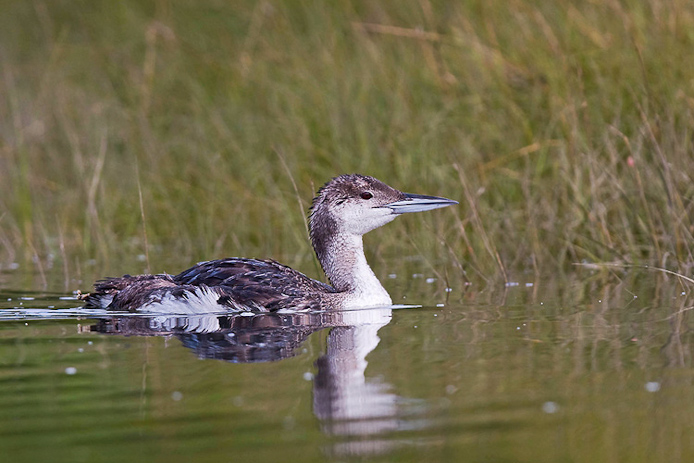 loon08