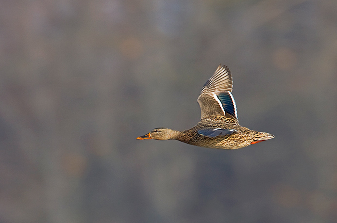 mallard06