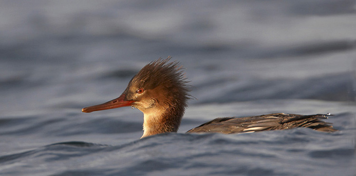 merganser02