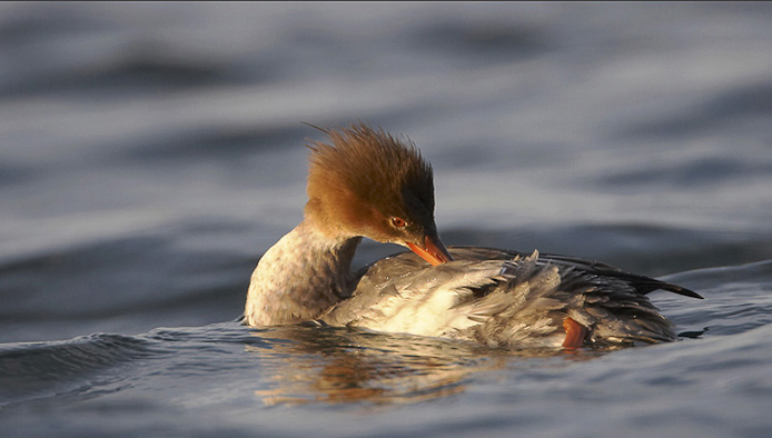 merganser05
