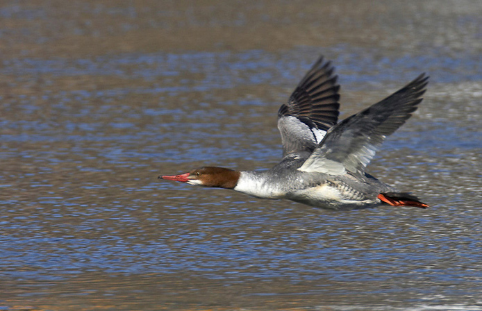 merganser15