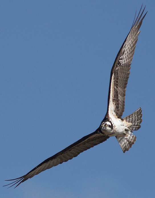 osprey03