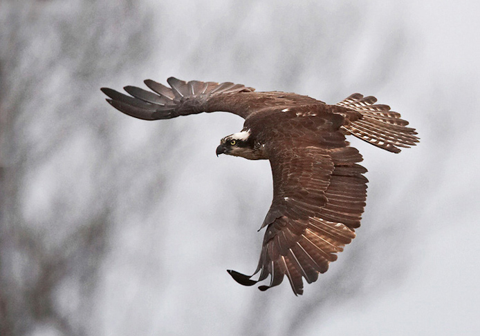 osprey07a