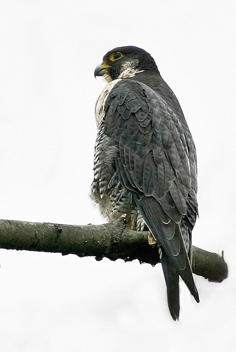 peregrine03