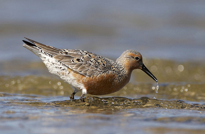 redknot06
