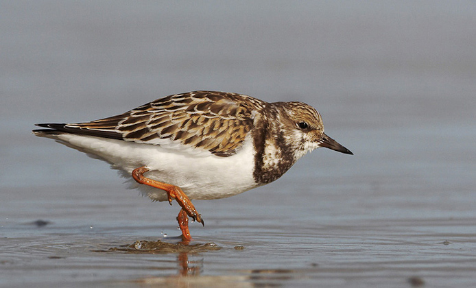 rudyturnstone01
