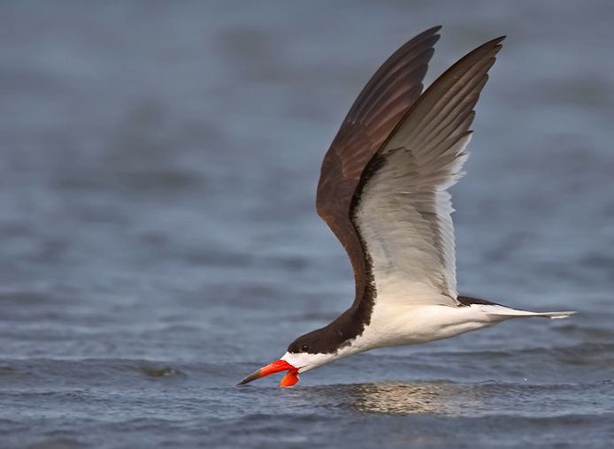 skimmer18