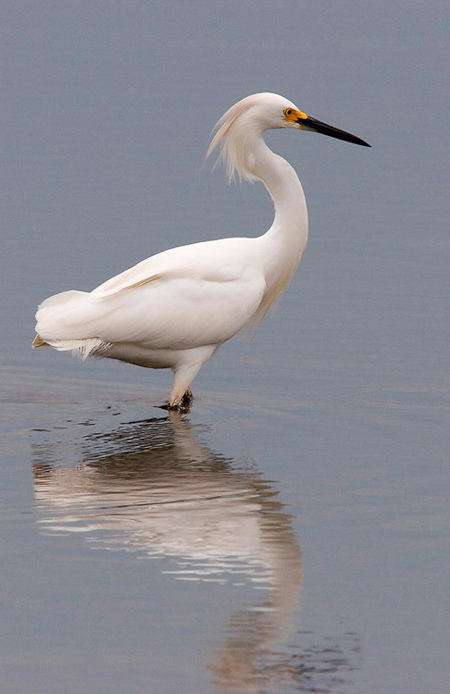 snowyegret07