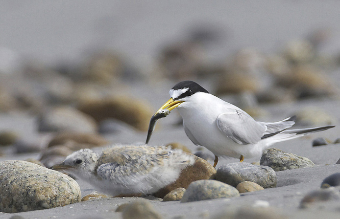 tern05