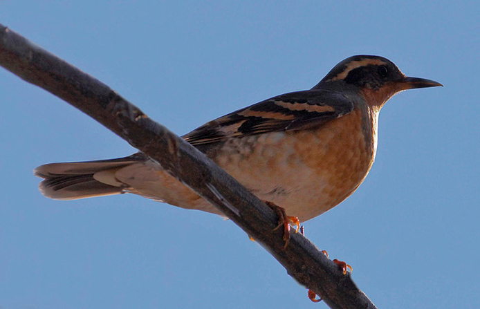 variedthrush02
